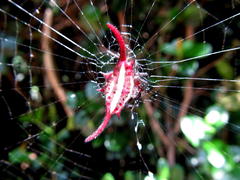 Gasteracantha falcicornis