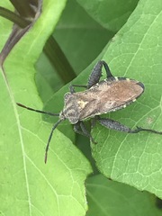 Piezogaster indecorus