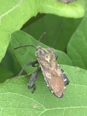 Piezogaster indecorus