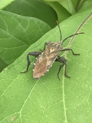 Piezogaster indecorus