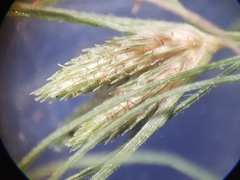 Fimbristylis vahlii