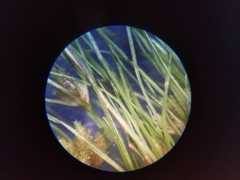 Fimbristylis vahlii