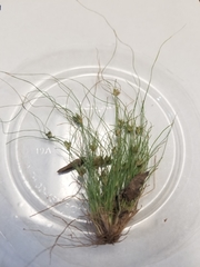 Fimbristylis vahlii