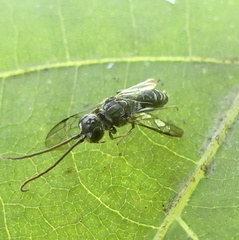 Dolichurus greenei