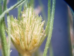 Fimbristylis vahlii