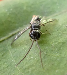 Dolichurus greenei