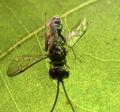 Dolichurus greenei
