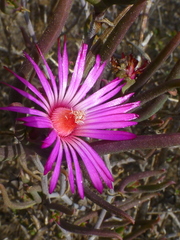 Lampranthus spiniformis