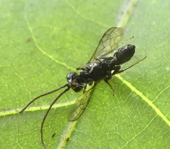 Dolichurus greenei