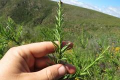 Freylinia densiflora