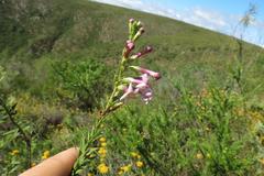 Freylinia densiflora