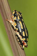 Hyperolius marmoratus taeniatus