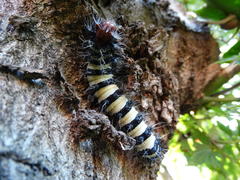 Holocerina smilax