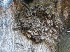 Holocerina smilax