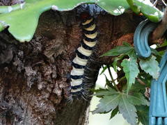 Holocerina smilax