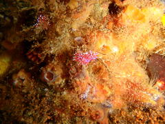 Paraflabellina funeka