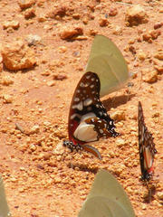 Graphium angolanus angolanus