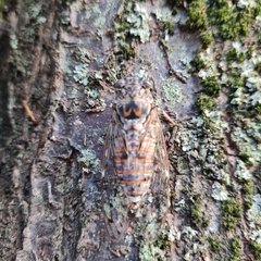 Cicada orni