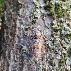 Cicada orni