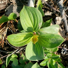 Cornus canadensis
