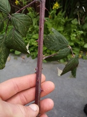 Rubus grabowskii