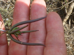 Lampranthus spiniformis