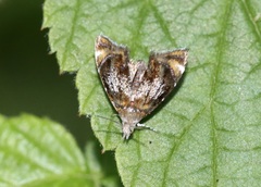 Prochoreutis inflatella