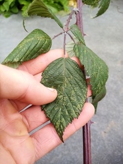 Rubus grabowskii