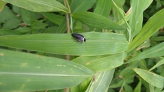 Hemithyrsocera palliata