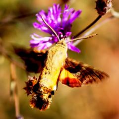 Macroglossum trochilus