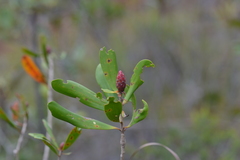Melaleuca pancheri