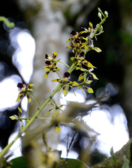 Prosthechea sceptra