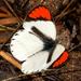 Southern Round-winged Orange Tip - Photo (c) Brian du Preez, some rights reserved (CC BY-SA), uploaded by Brian du Preez