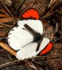 Southern Round-winged Orange Tip - Photo (c) Brian du Preez, some rights reserved (CC BY-SA), uploaded by Brian du Preez