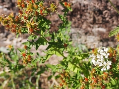 Hypericum perforatum perforatum