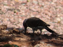 Colaptes
