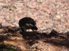 Colaptes