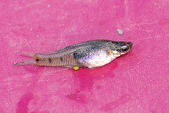 Cnesterodon raddai