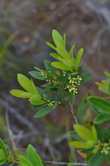 Notelaea austrocaledonica