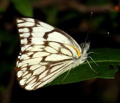 Belenois gidica abyssinica