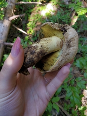 Butyriboletus abieticola