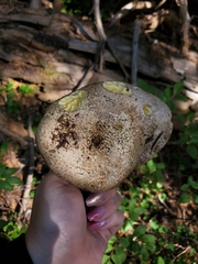 Butyriboletus abieticola