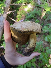 Butyriboletus abieticola