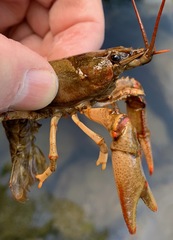 Faxonius cristavarius