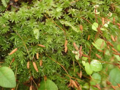 Leptostomum inclinans