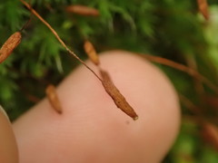 Leptostomum inclinans