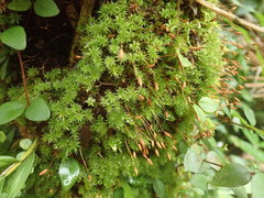 Leptostomum inclinans