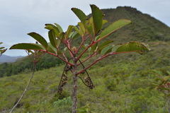 Cunonia macrophylla