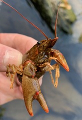 Faxonius cristavarius