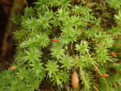 Leptostomum inclinans